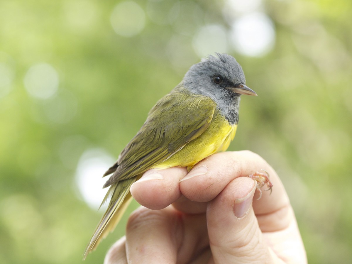 Mourning Warbler - Trina Anderson