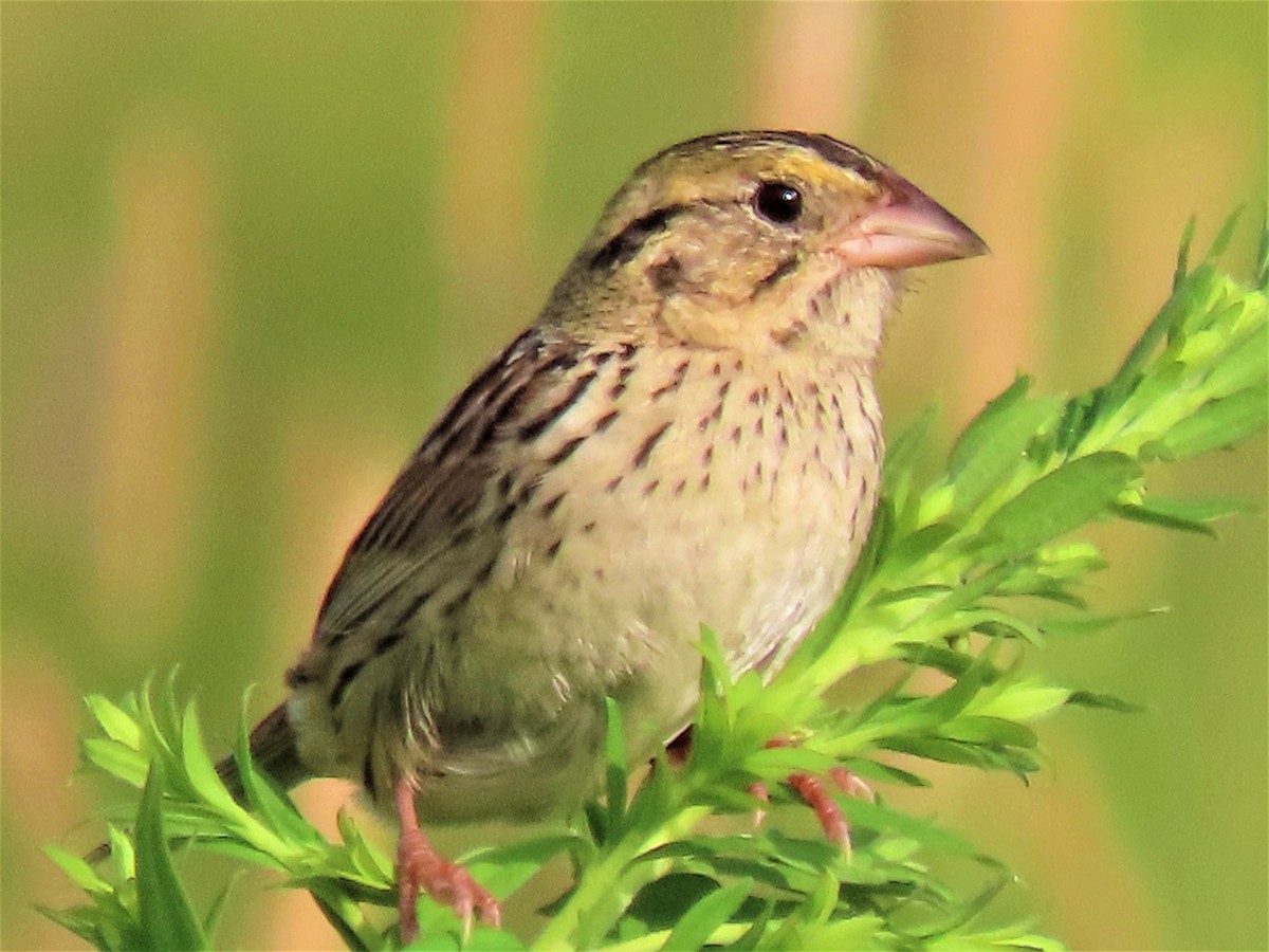 Henslow's Sparrow - dave chase