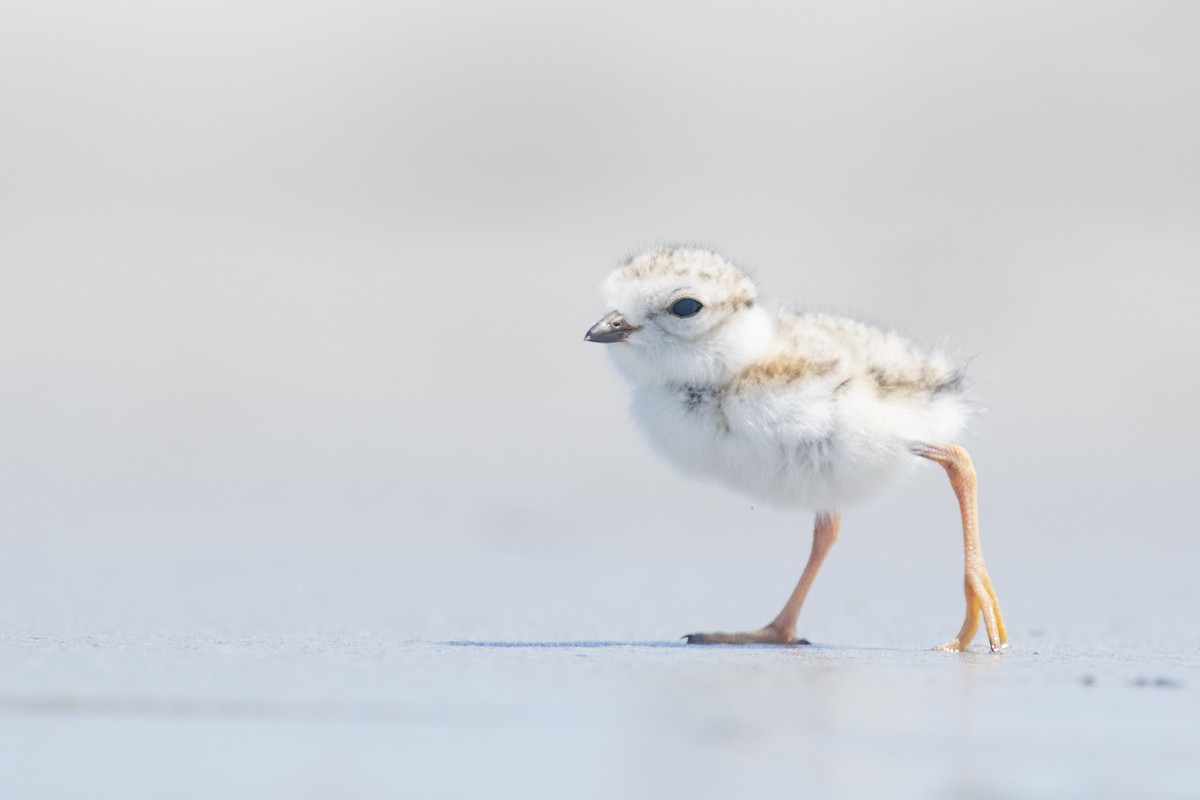 Piping Plover - ML356741011