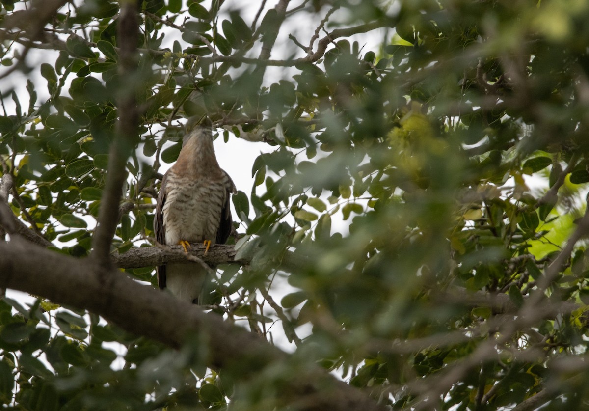Common Hawk-Cuckoo - Kalpesh Krishna