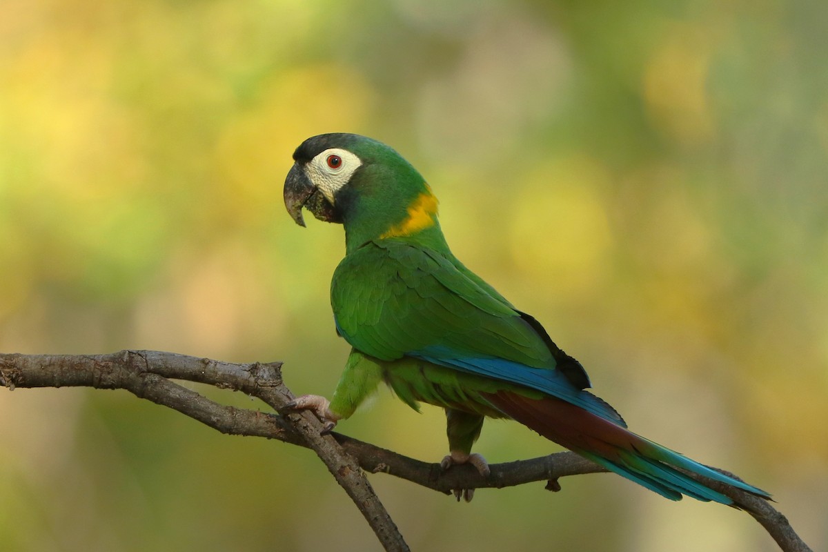 Yellow-collared Macaw - ML356745111