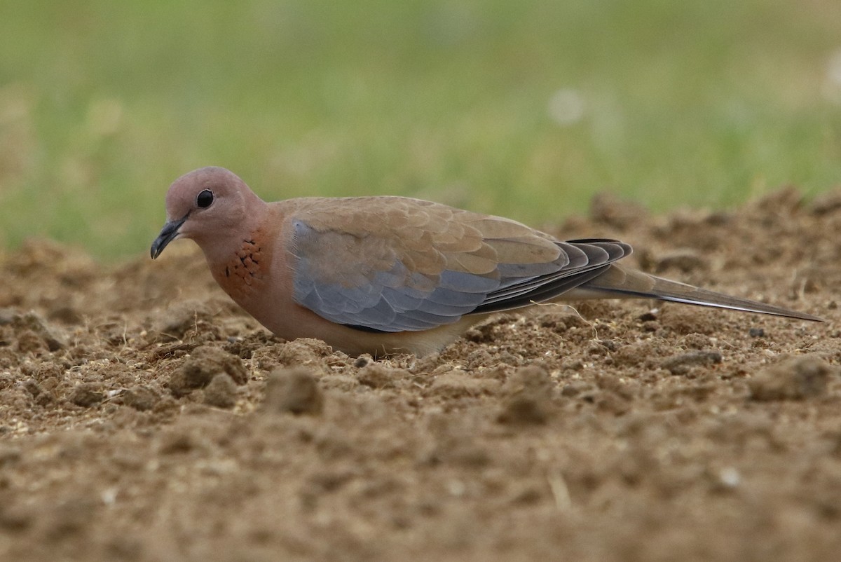 Laughing Dove - ML356747421