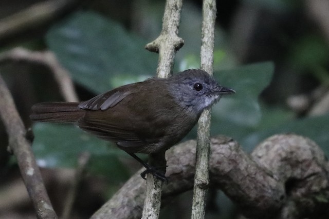 Pale-breasted Illadopsis