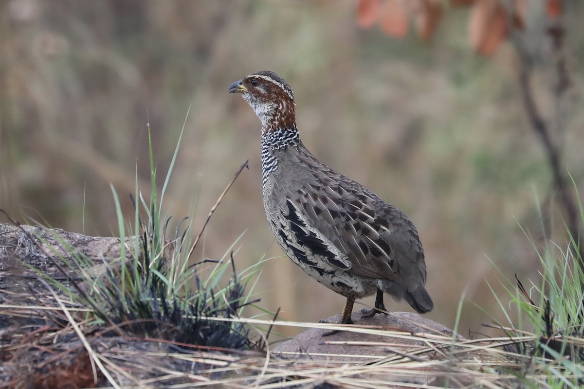 Ring-necked Francolin - Ross Gallardy