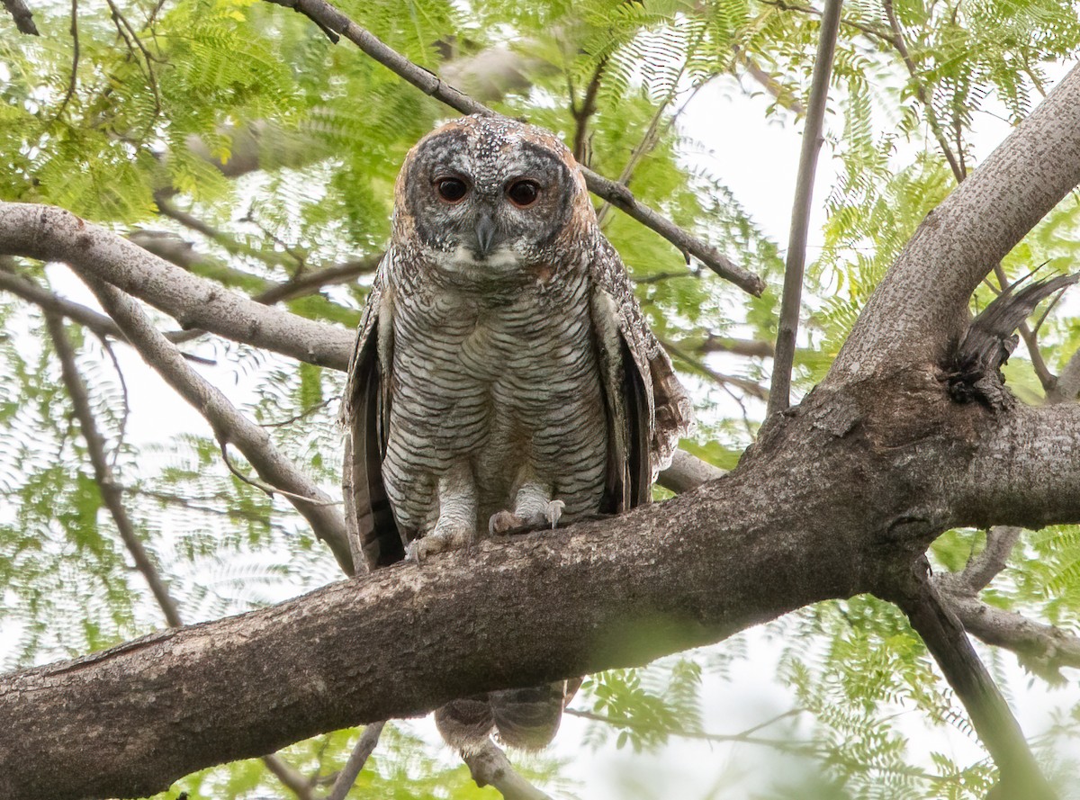 Mottled Wood-Owl - Kalpesh Krishna