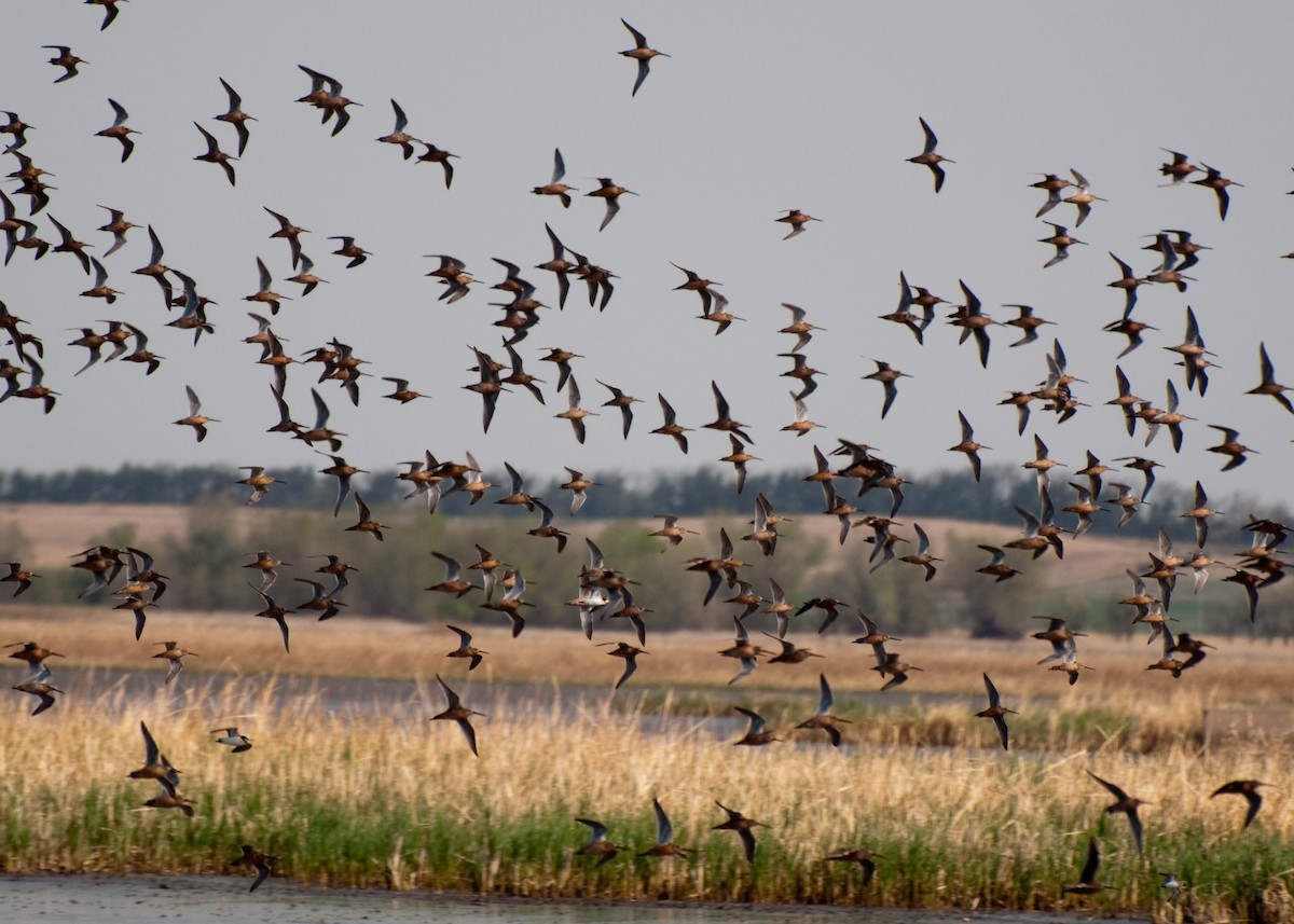 Long-billed Dowitcher - ML35675271