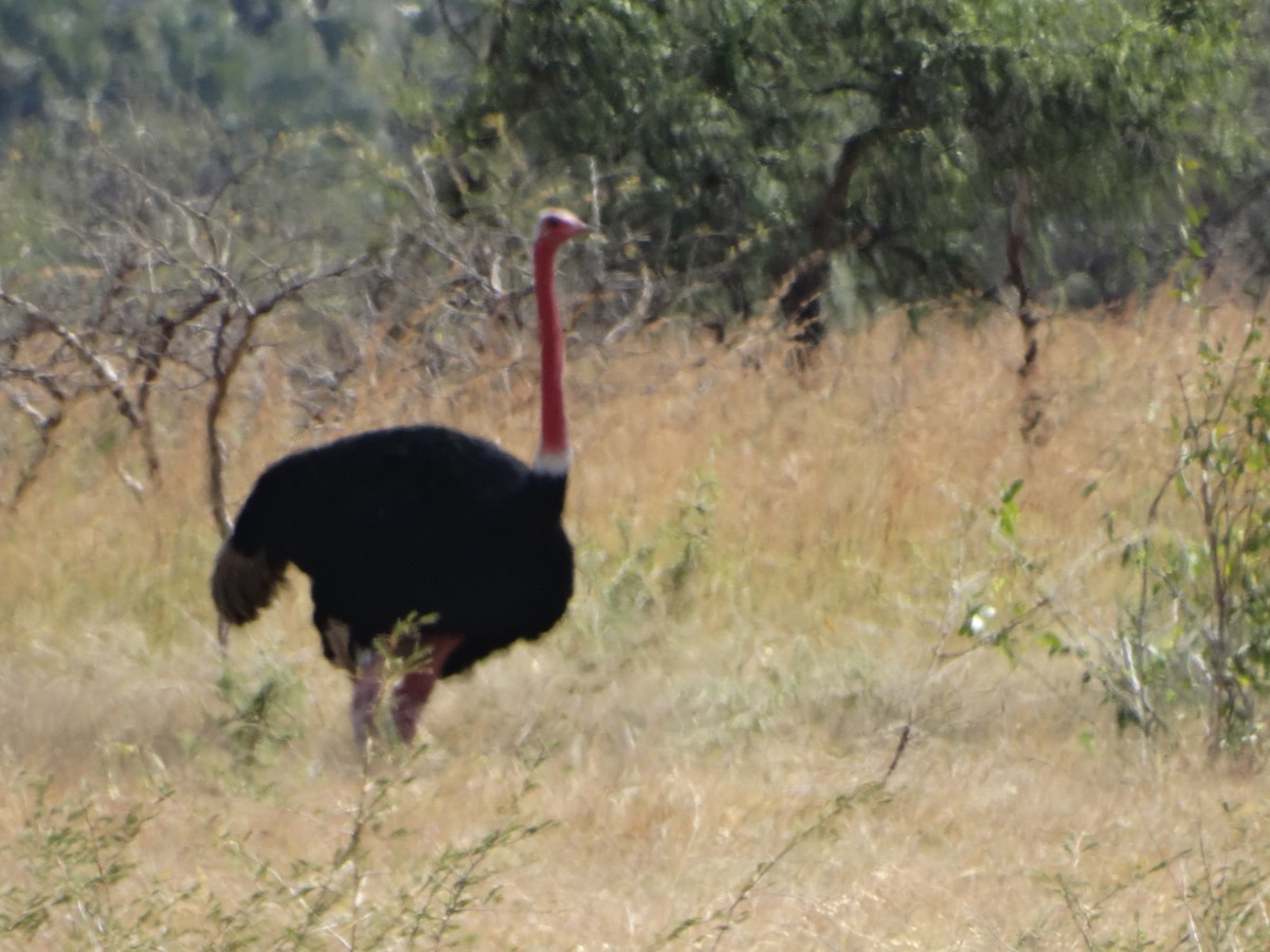 Common Ostrich - ML356755191