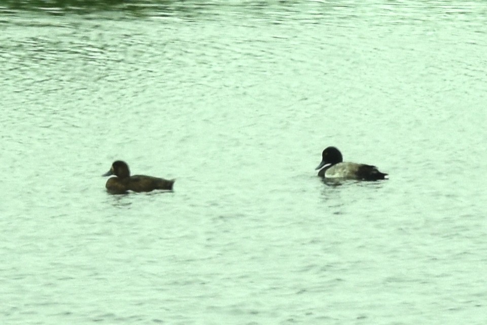 Greater Scaup - ML356756501