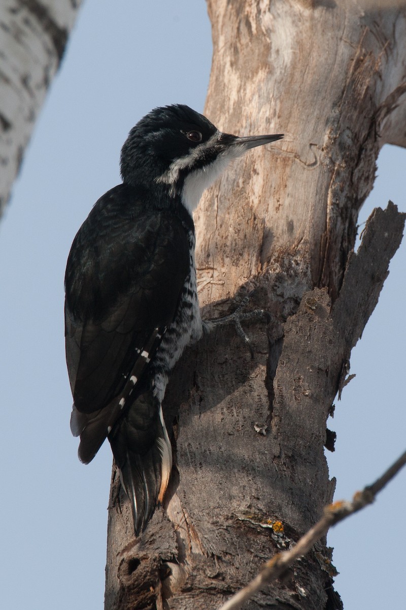 Black-backed Woodpecker - ML35675661