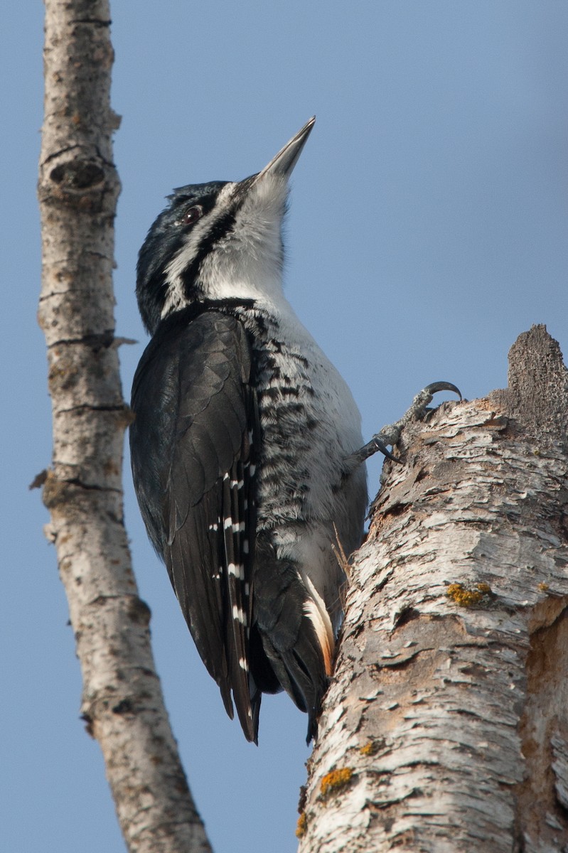 Black-backed Woodpecker - ML35675701