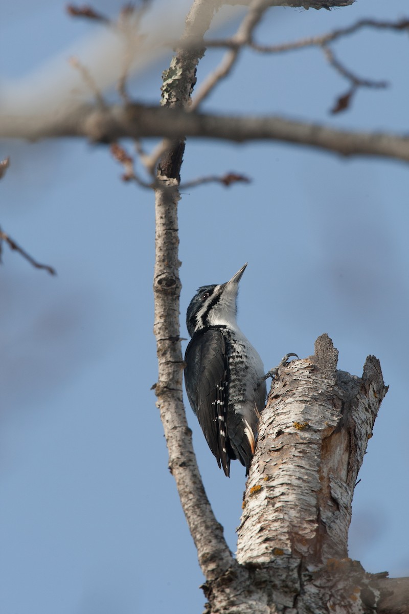 Black-backed Woodpecker - ML35675881
