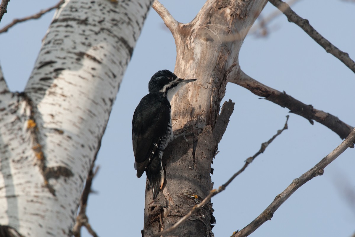 Black-backed Woodpecker - ML35675941