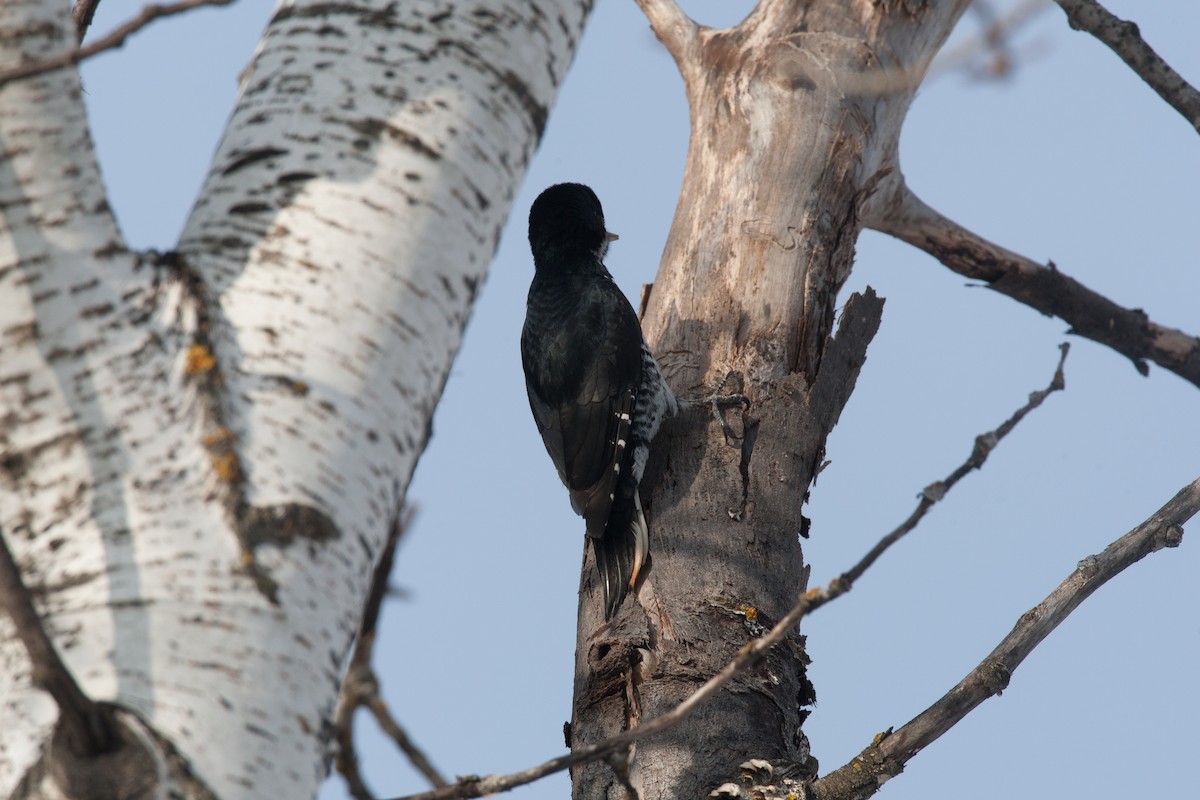 Black-backed Woodpecker - ML35676061