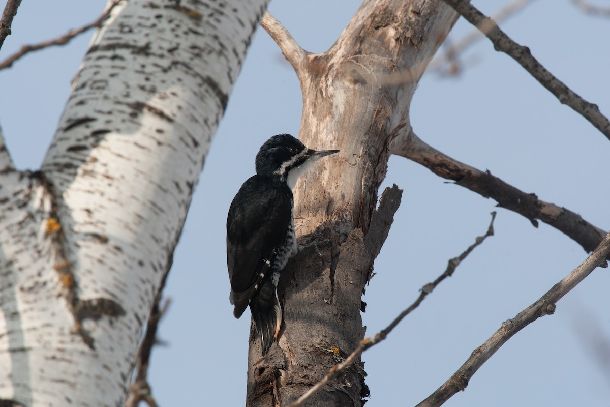 Black-backed Woodpecker - ML35676101