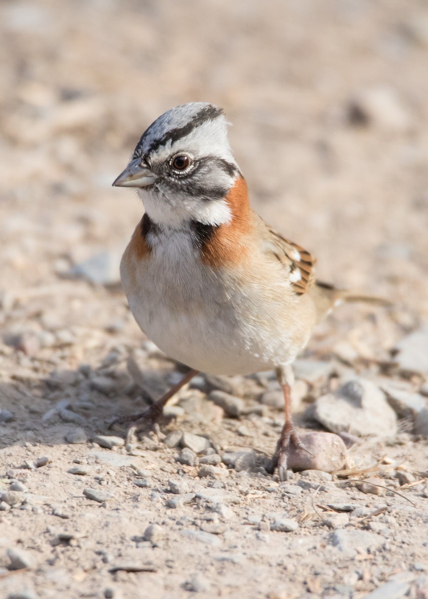 Rufous-collared Sparrow - Martín  Perez