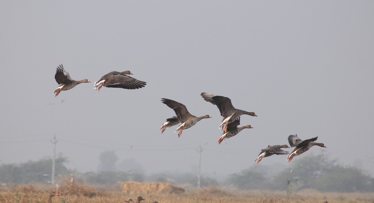 Greater White-fronted Goose - ML356764681