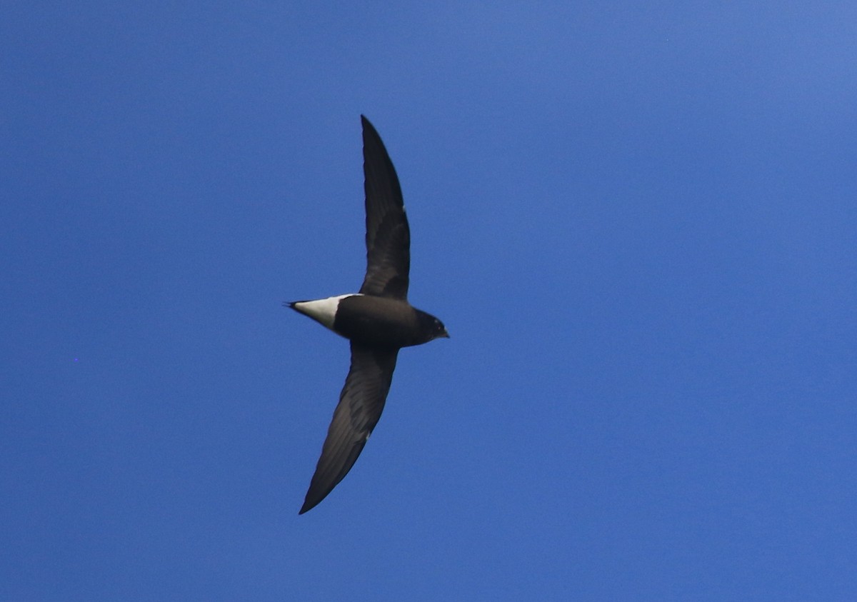 Brown-backed Needletail - ML356765911