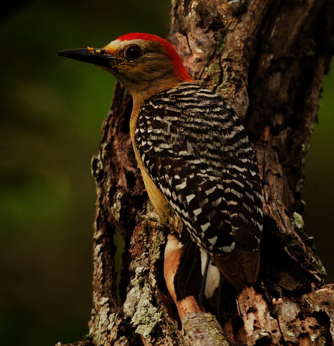 Red-crowned Woodpecker - David Ascanio