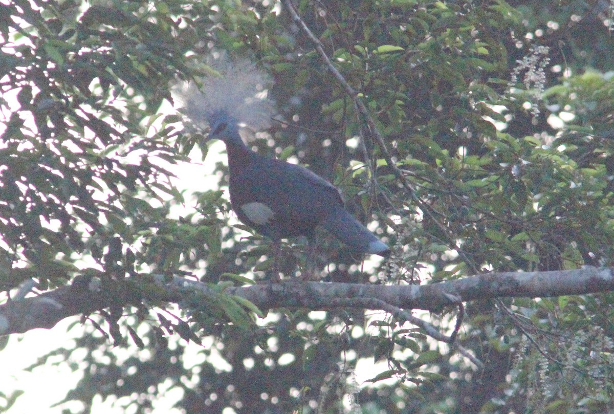 Sclater's Crowned-Pigeon - ML356767531