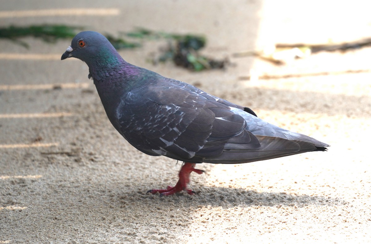 Rock Pigeon (Feral Pigeon) - ML356776221