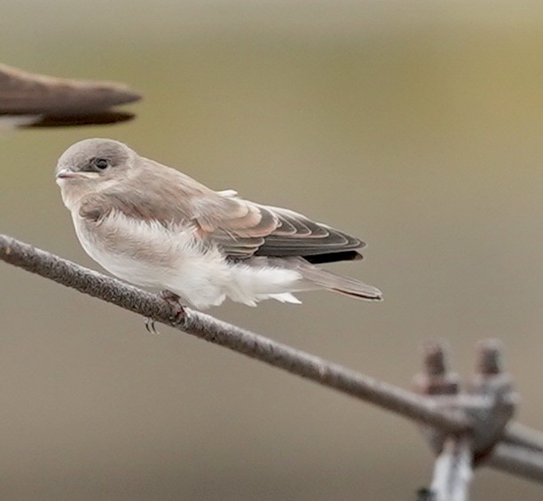 Northern Rough-winged Swallow - ML356776291