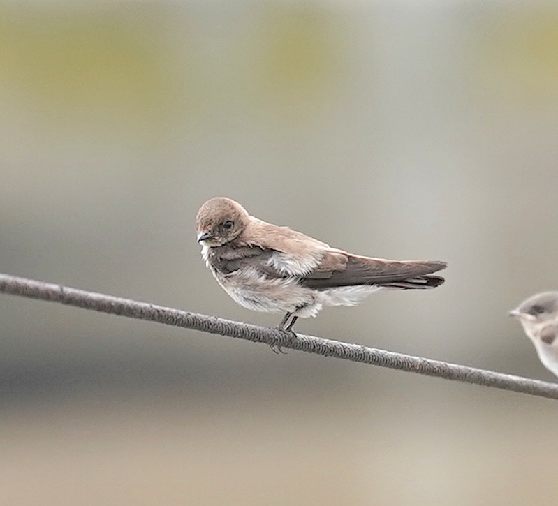 Northern Rough-winged Swallow - Ryan Serio