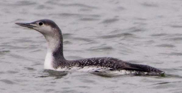Red-throated Loon - Nic Allen