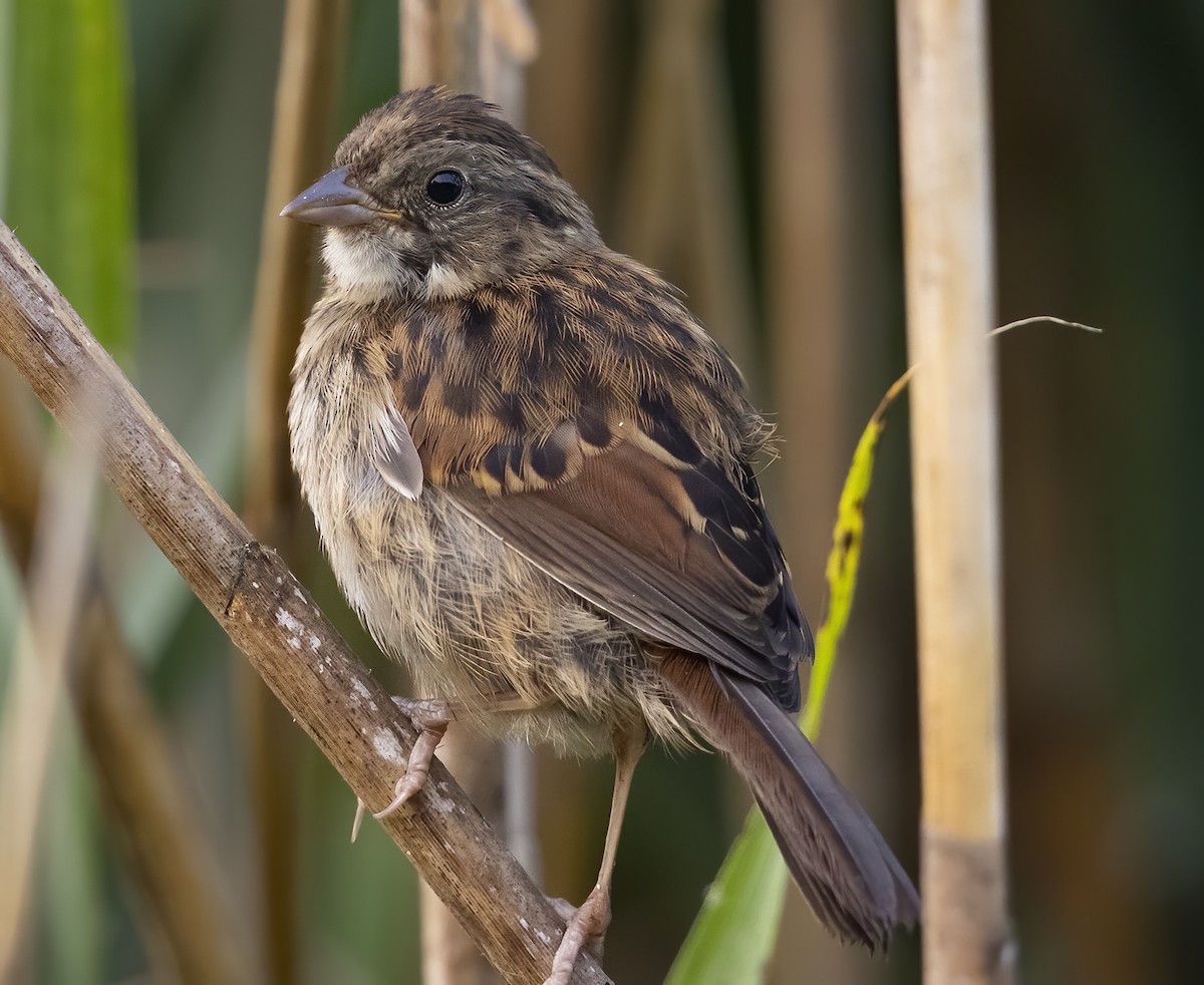 Swamp Sparrow - Peter Hawrylyshyn