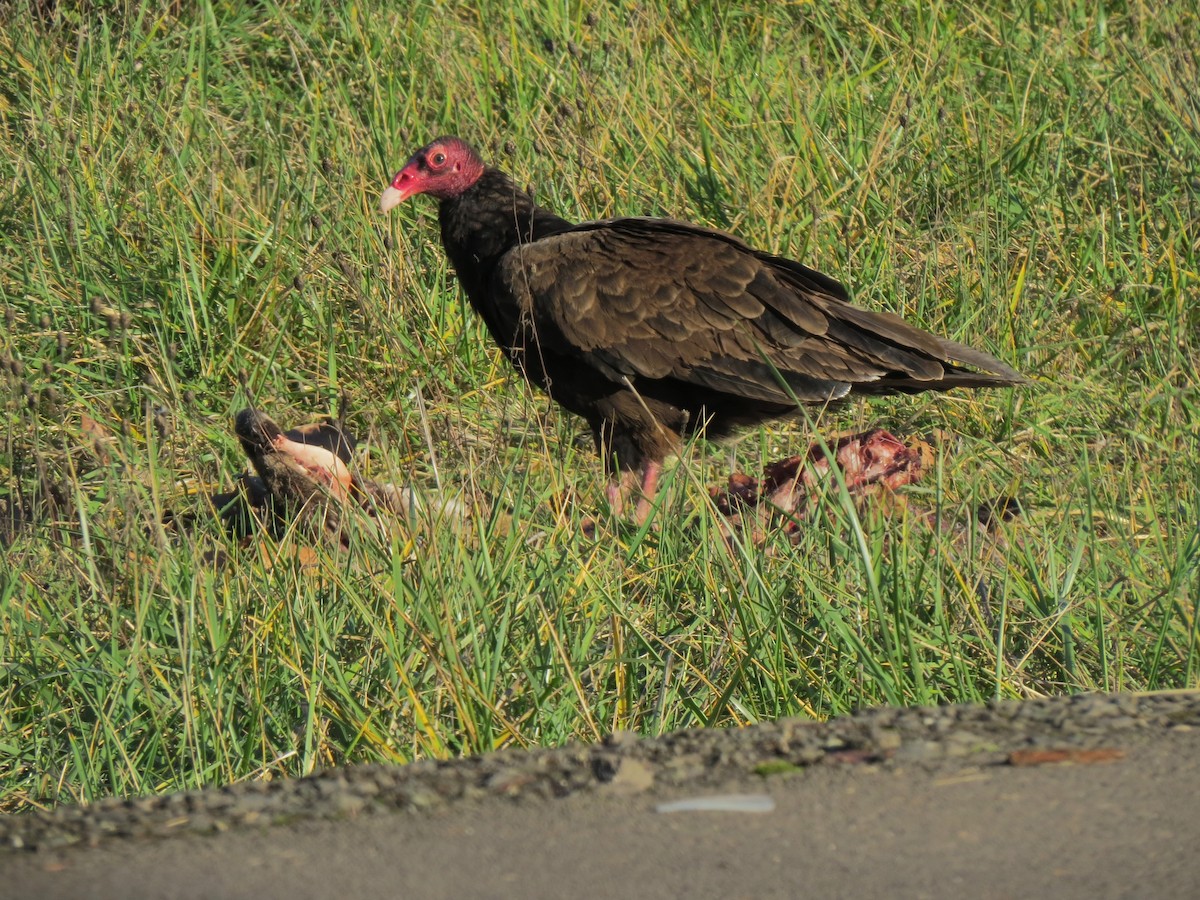 Turkey Vulture - Matthew Hunter