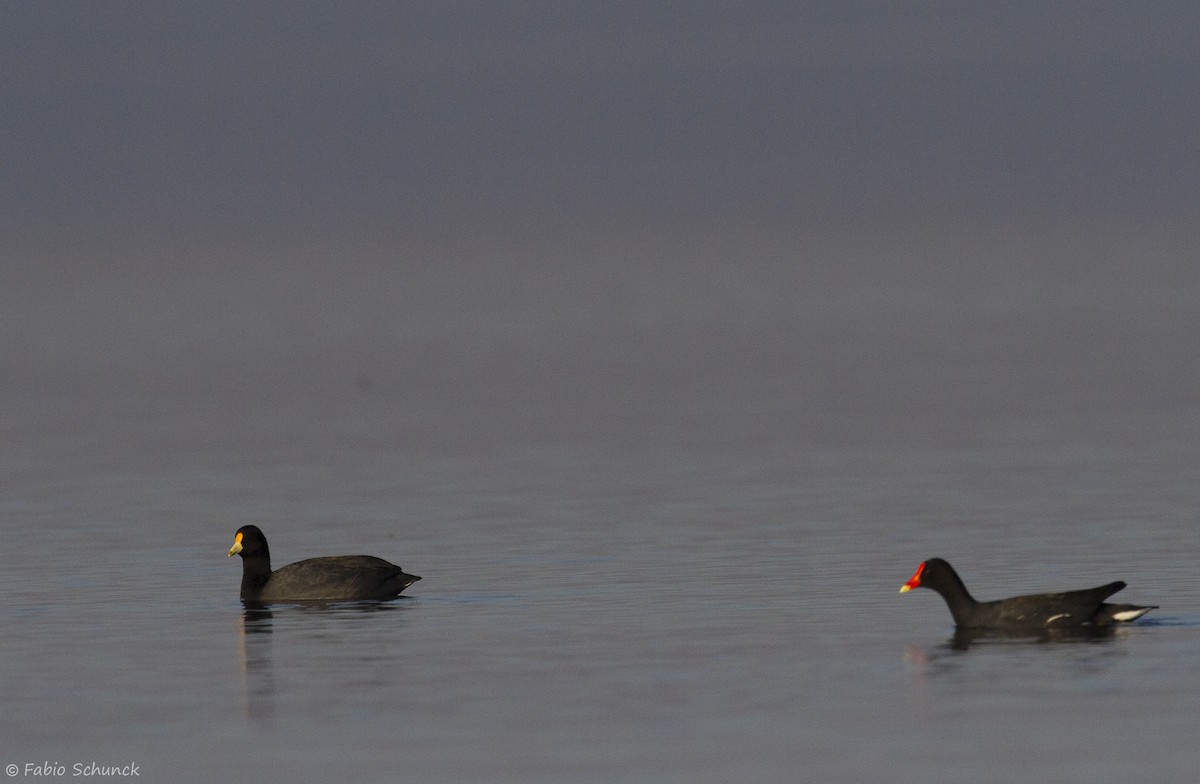 White-winged Coot - ML356783401