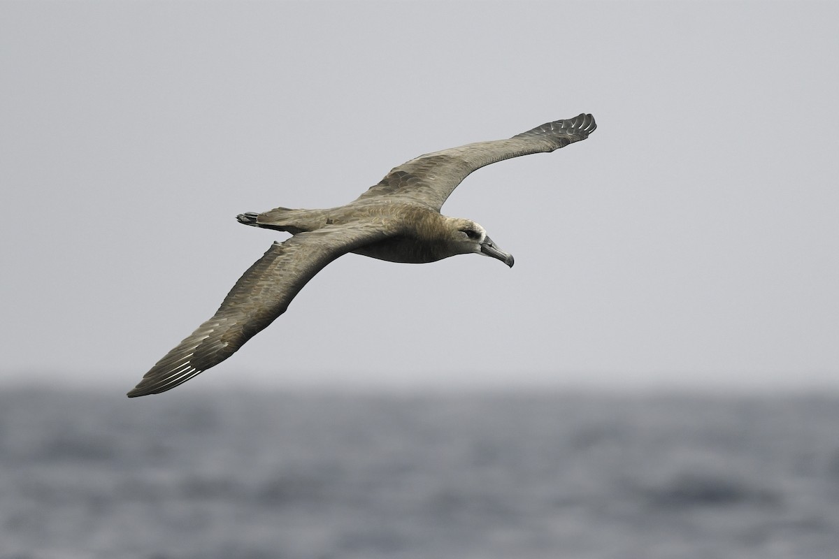 Black-footed Albatross - Jim Pawlicki