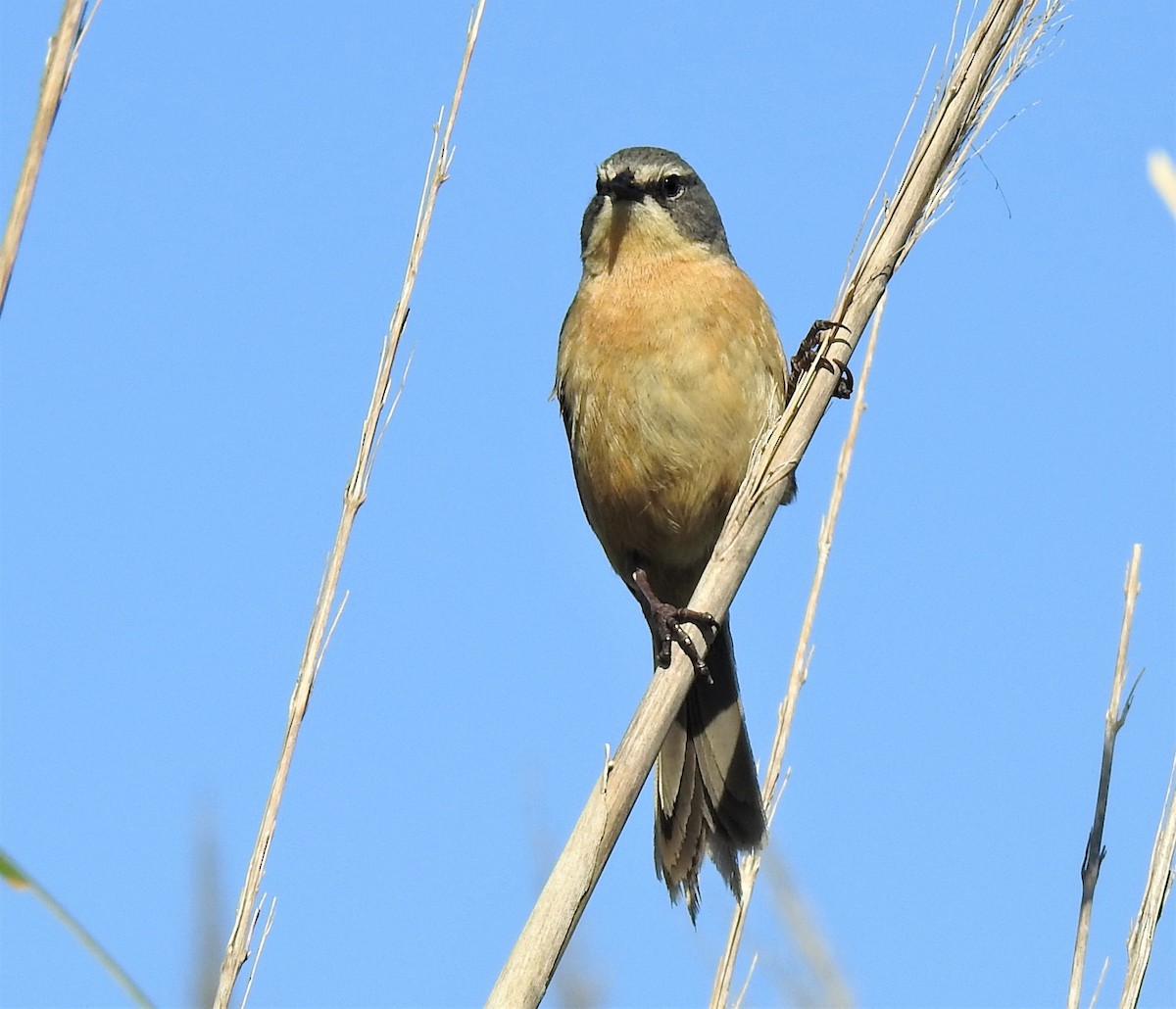 Long-tailed Reed Finch - ML356789261