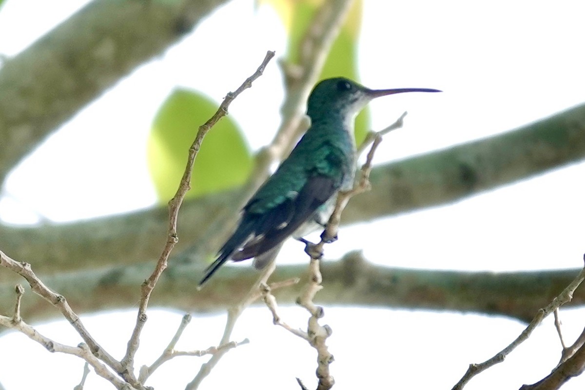 hummingbird sp. - ML356789491