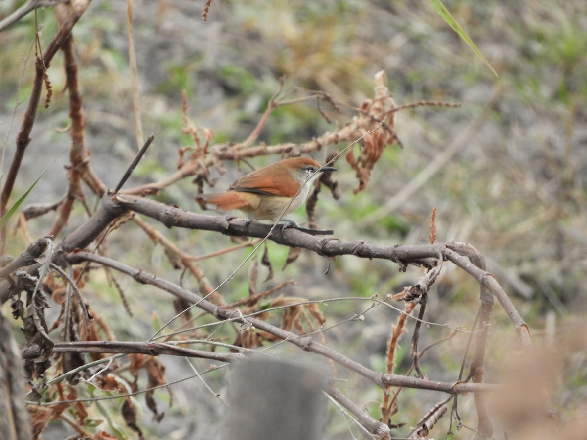 Yellow-chinned Spinetail - ML356789801