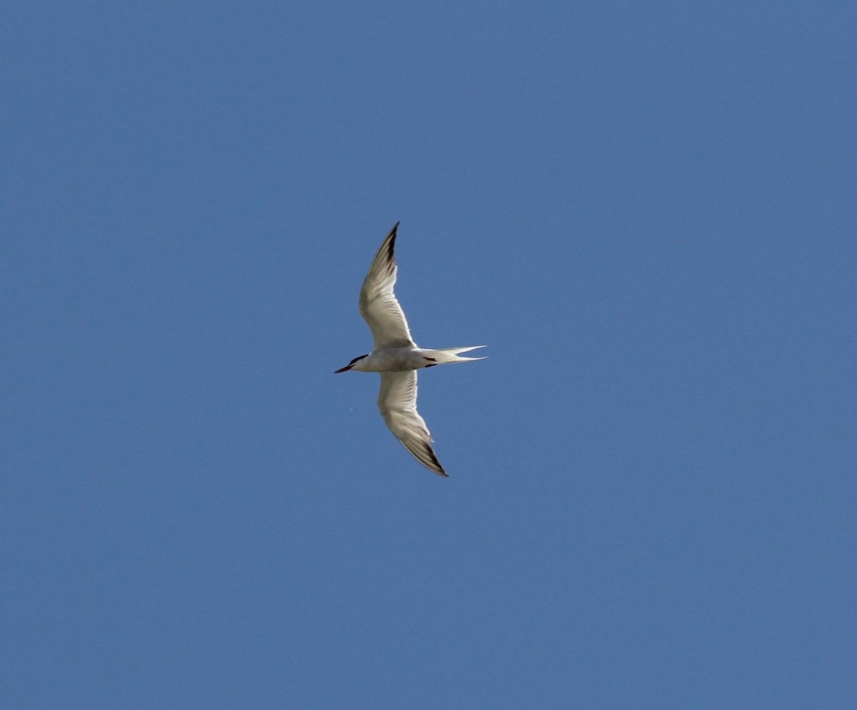 Common Tern - Joe Crouse
