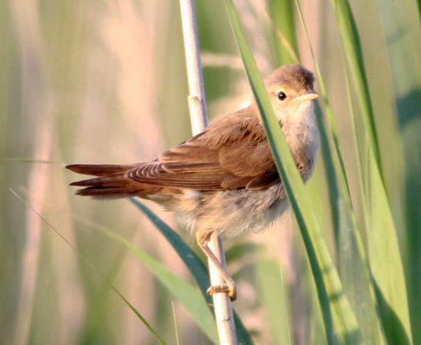Common Reed Warbler - ML356800561