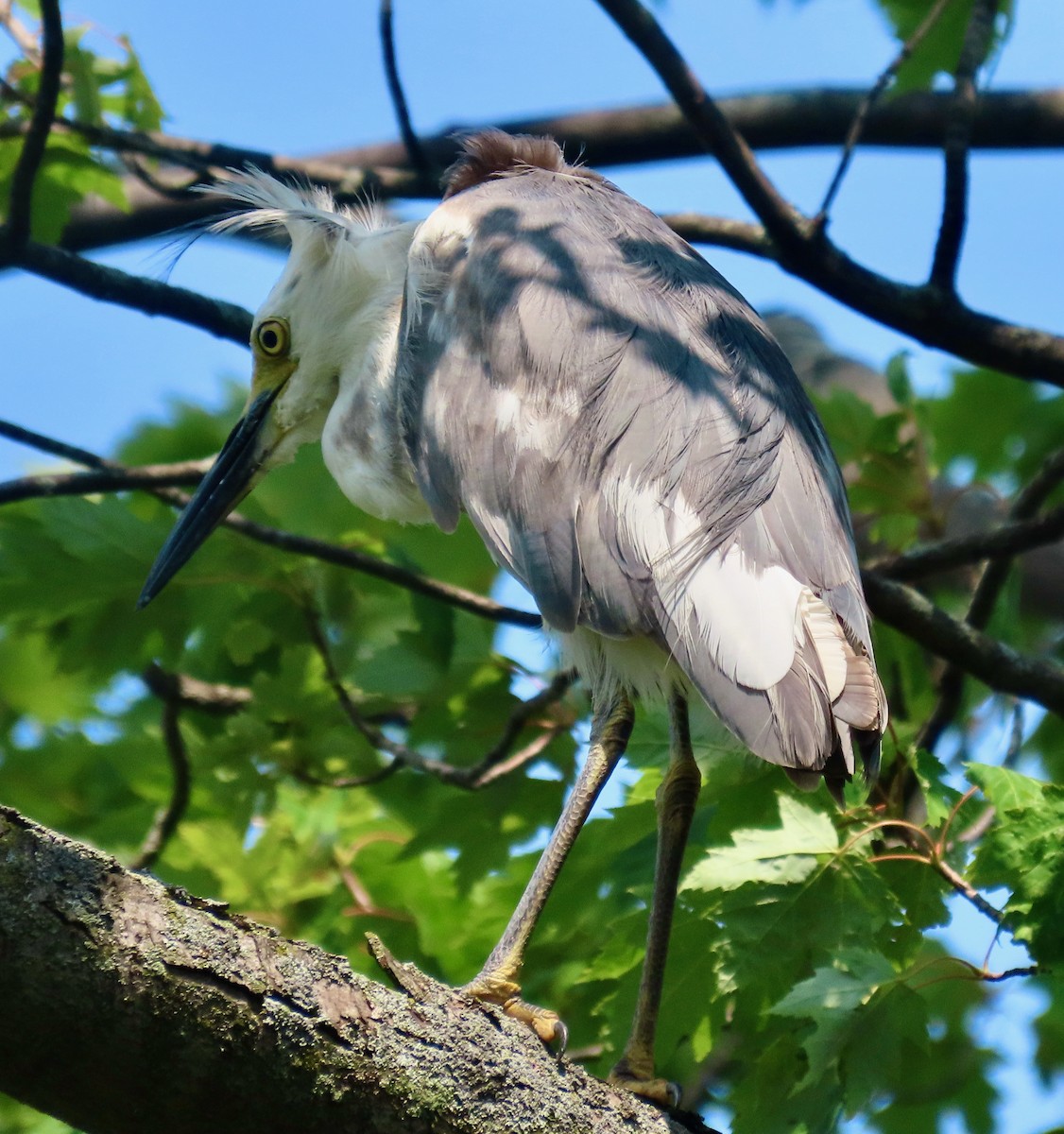 Little Blue Heron x Snowy Egret (hybrid) - Randy Shonkwiler