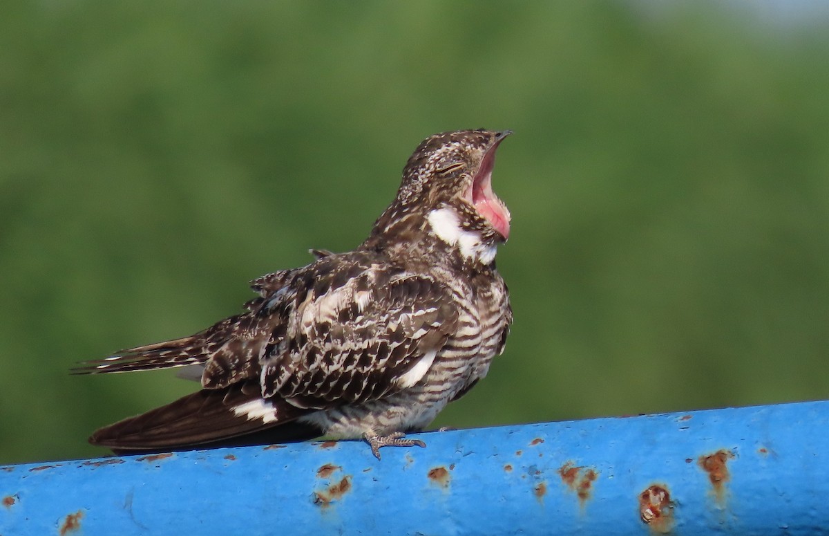 Common Nighthawk - Susan Young