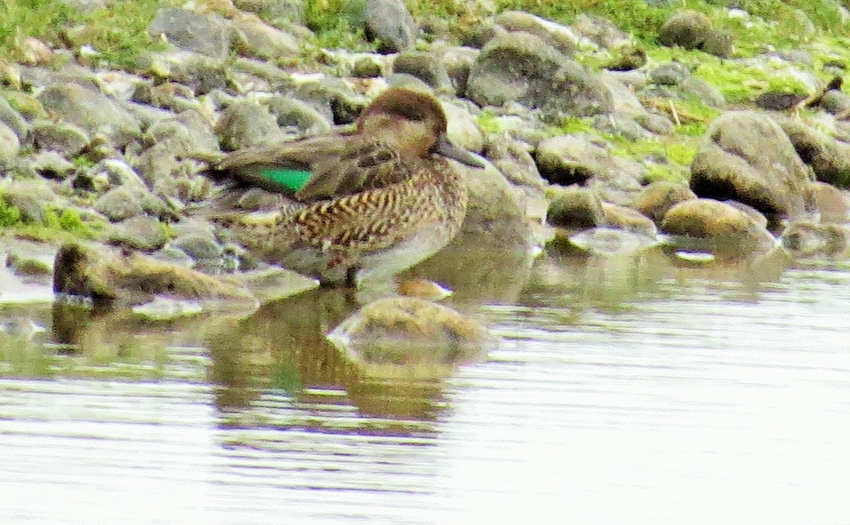 Green-winged Teal - ML35681621