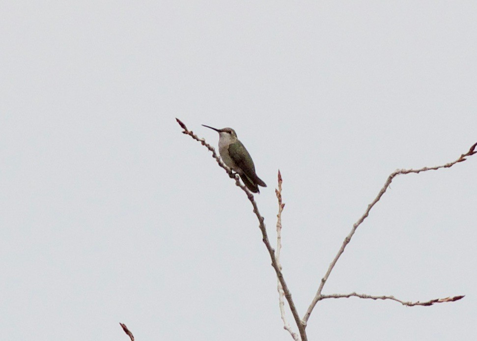 Broad-tailed Hummingbird - D Zelkowitz
