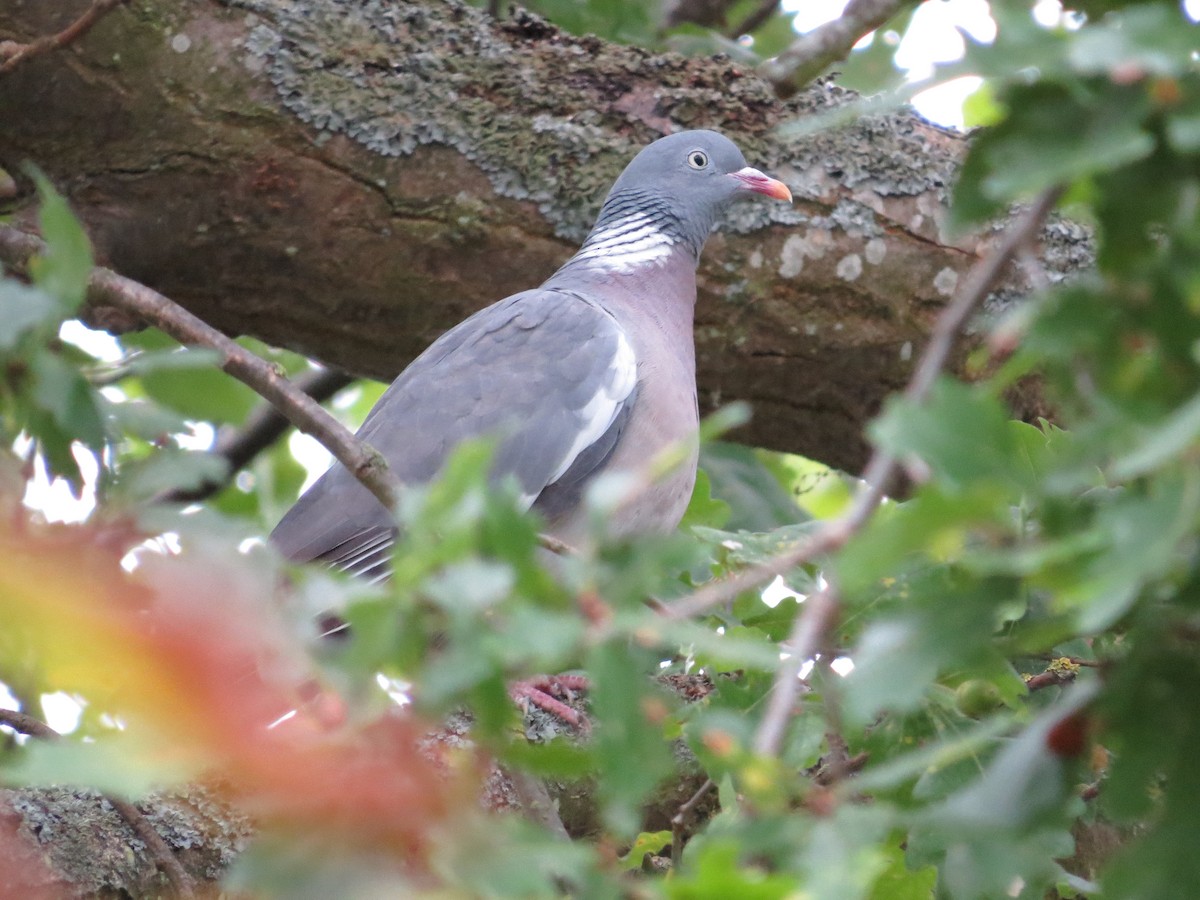 Common Wood-Pigeon - Oliver  Komar