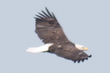 Bald Eagle - ML35682191
