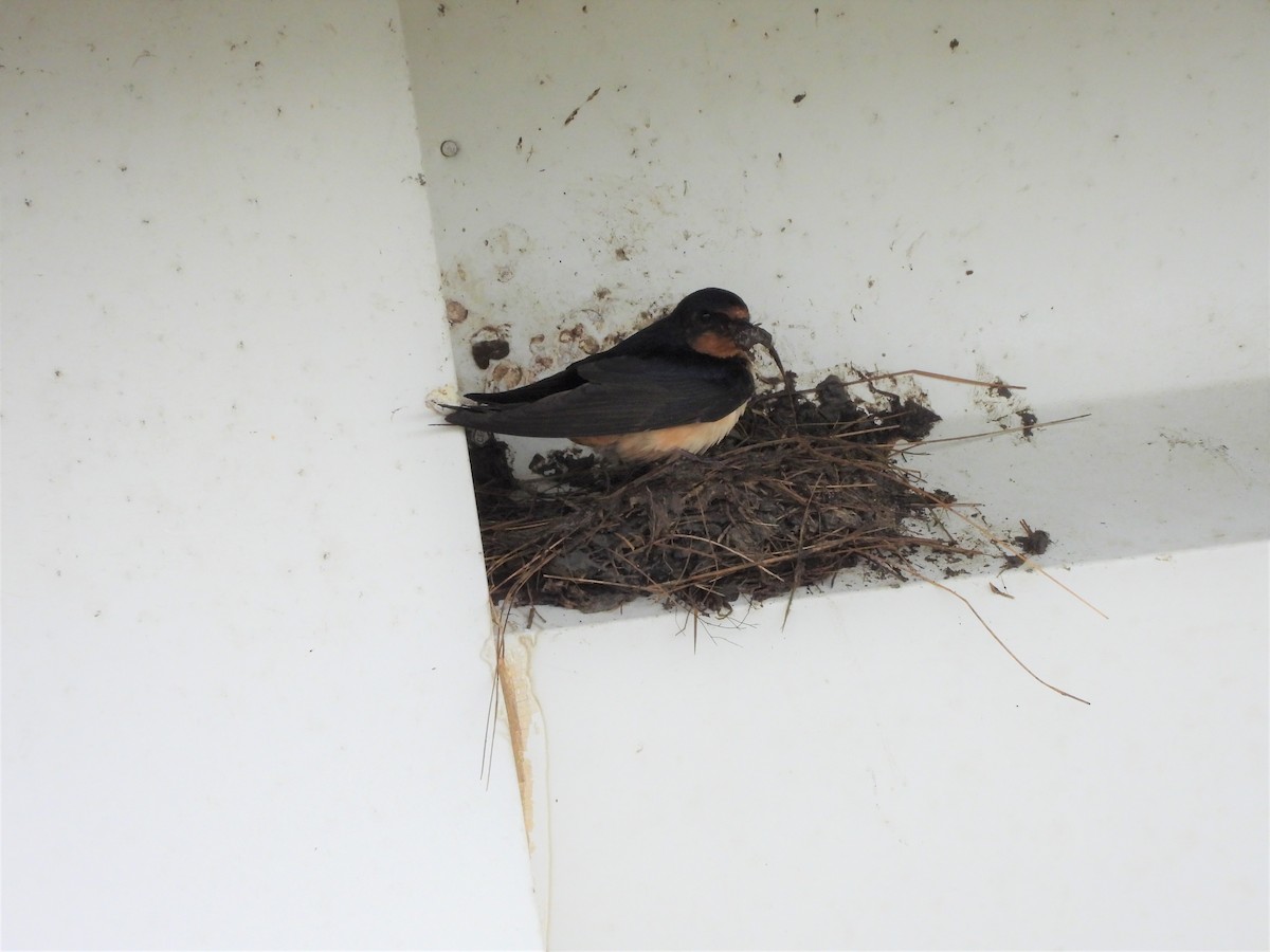 Barn Swallow - Palm Warbler