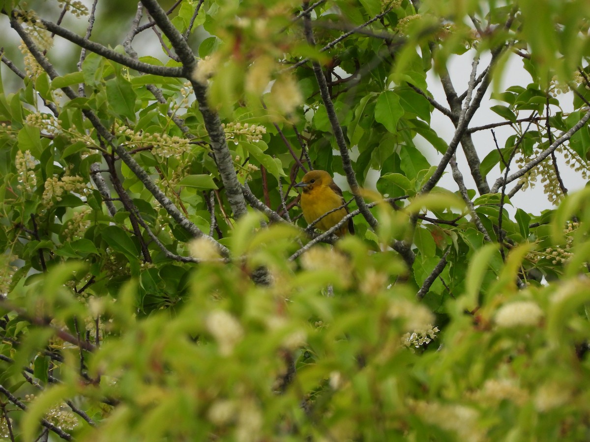 Baltimore Oriole - Palm Warbler