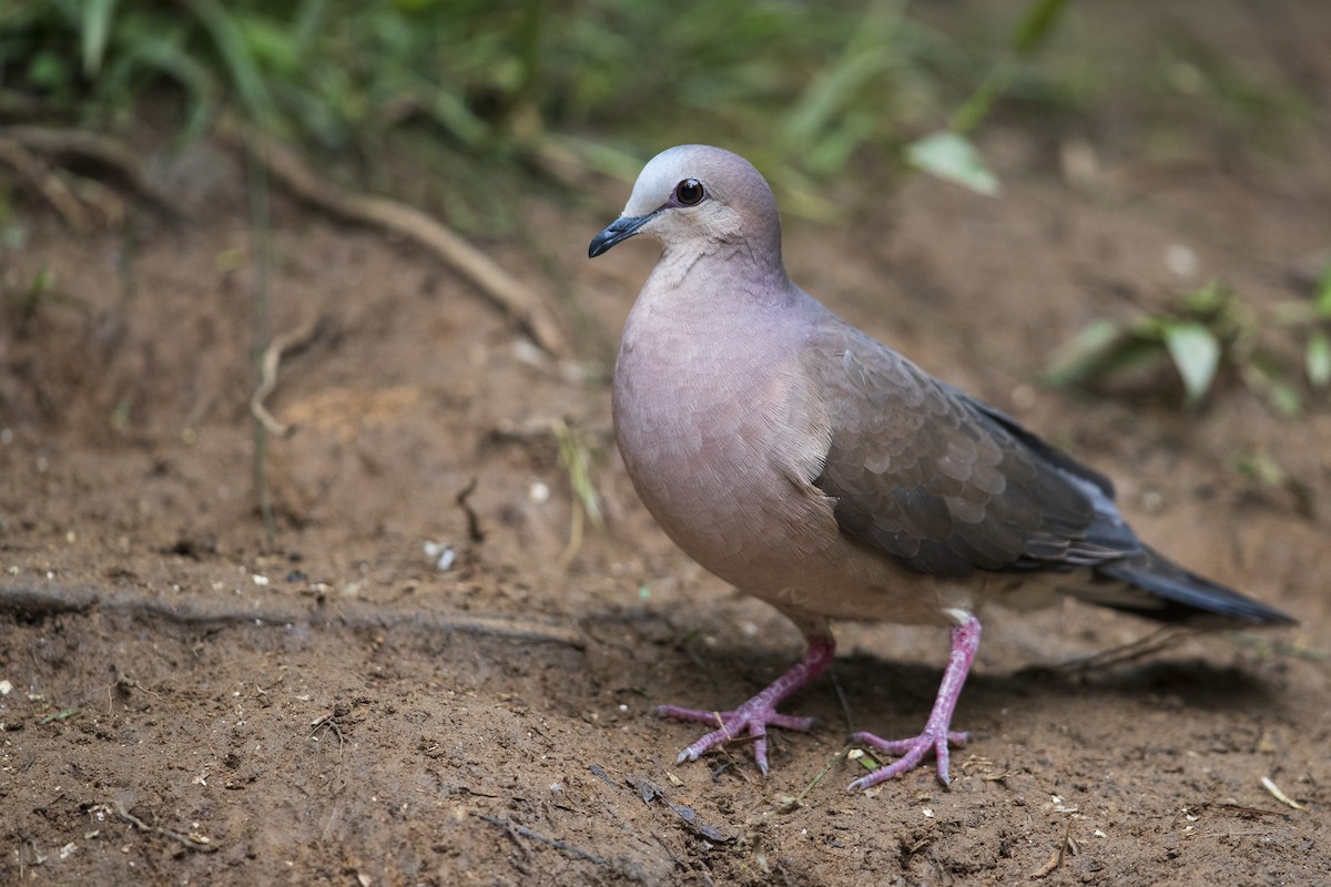 Gray-fronted Dove - ML356827111