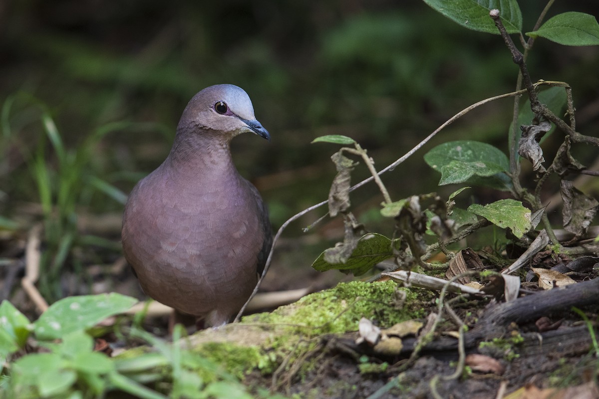 Gray-fronted Dove - ML356827131