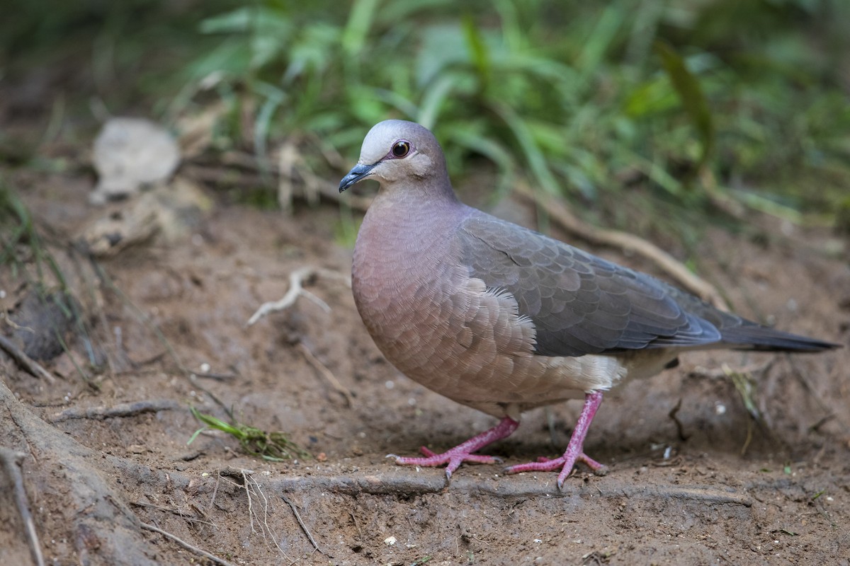 Gray-fronted Dove - ML356827141
