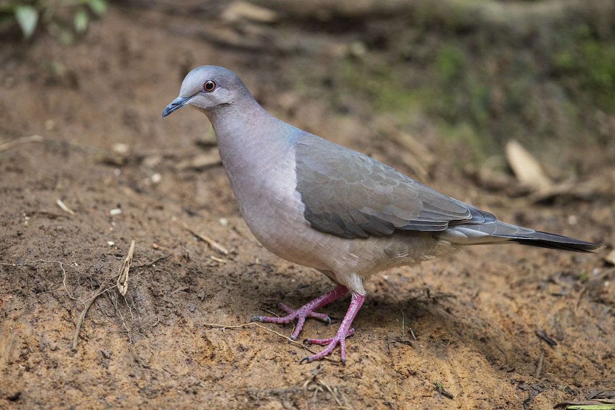 White-tipped Dove (brasiliensis Group) - Michael Stubblefield