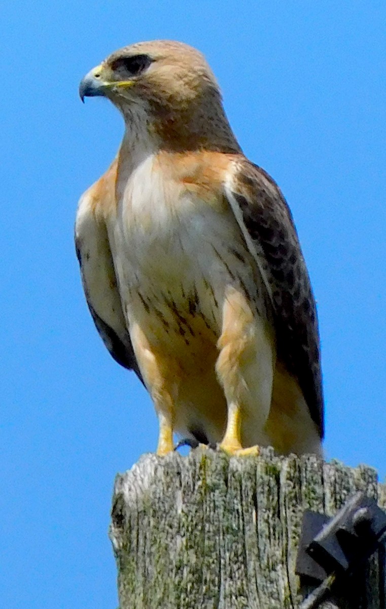 Red-tailed Hawk - ML356827361