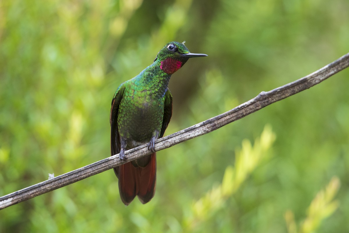 kolibřík brazilský - ML356827521